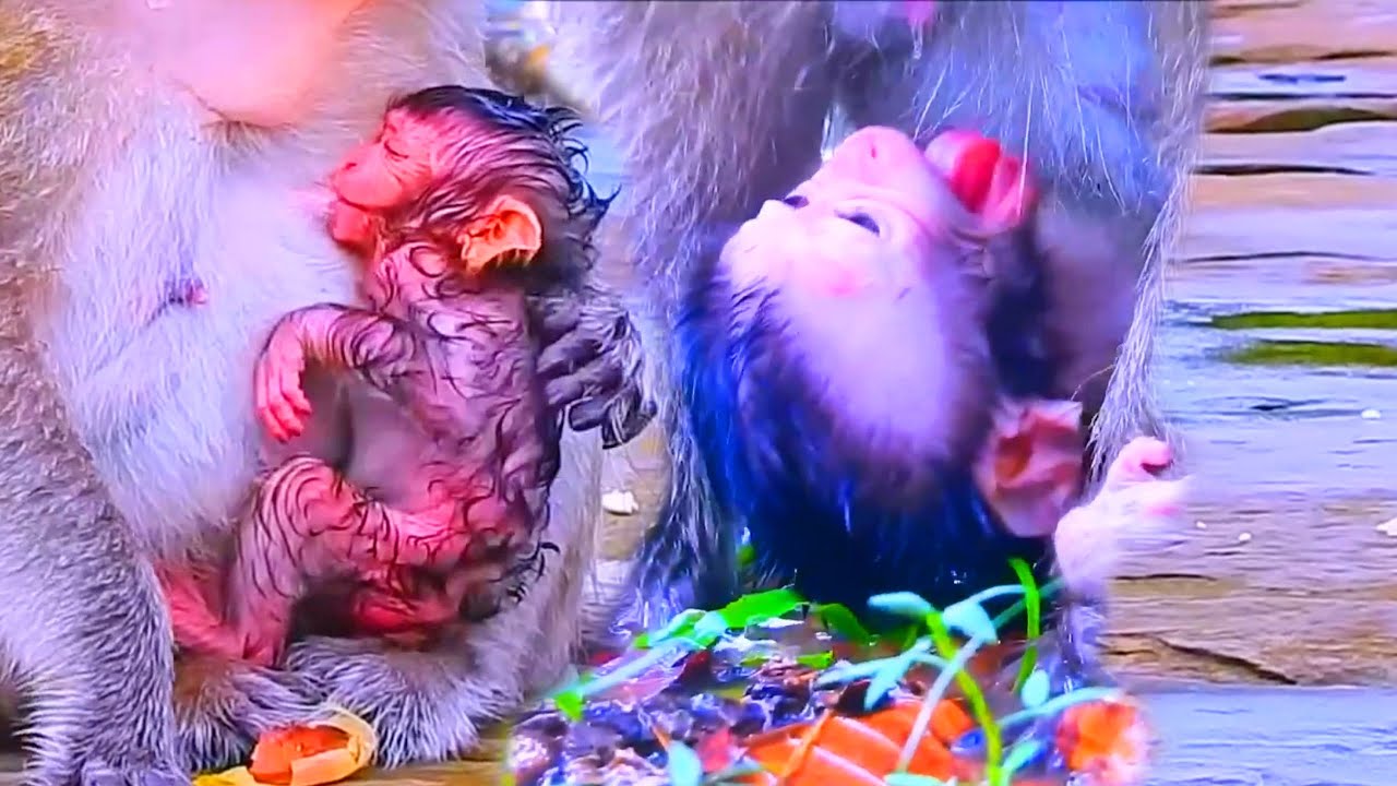 Happened ssad thing!! Rare action video of newborn baby monkey and cute tiny babies monkey