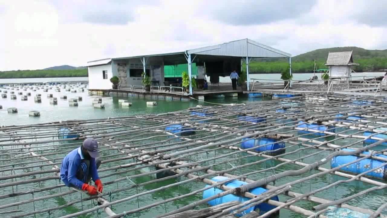 At the Pearl Farm