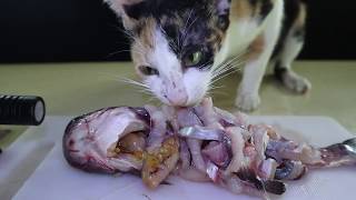 MOTHER CAT EAT RAW BIG FISH | THE CAT EATING RAW FISH