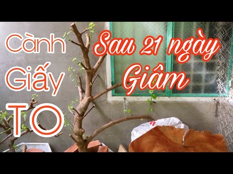 Video Giâm cành hoa giấy to sau 21 ngày ( 01/08/2020) | Thợ... - youtube