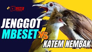 Download Lagu KAPAS TEMBAK VS CUCAK JENGGOT GACOR || SALING ADU KEKUATAN PUKULAN || AUDIO SUPER JERNIH MP3 Download Lagu KAPAS TEMBAK VS CUCAK JENGGOT GACOR || SALING ADU KEKUATAN PUKULAN || AUDIO SUPER JERNIH MP3