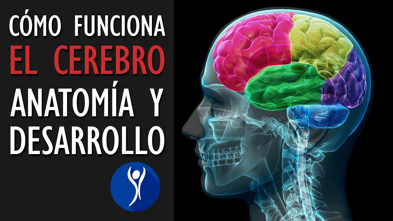 Cómo funciona el cerebro