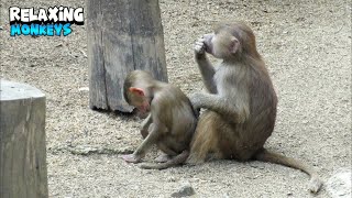 Monkeys Delighting In Each Other's Company