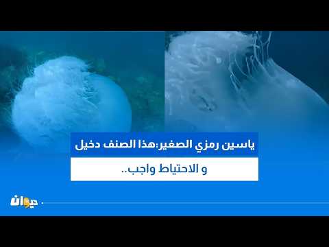Video of a massive jellyfish spotted off the coast of Nabeul sparks major reaction... A marine bi...
