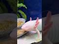 Sweet dreams from the axolotl🩵🌙#viral #nature #foryou #axolotl #cute #aquaticpets #animals #fyp #k
