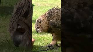 European Eagle Owl Checking Things Out #shorts #short