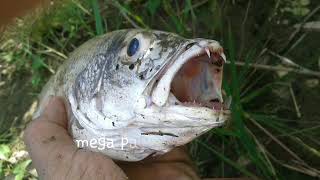 Download Lagu PARK HYUNGSIK TAGLISH VERSION i'll be here (PARODY) edited by:Mr.JEPi MP3