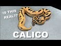 "Featured Morph" Calico Ball Python Gene !!