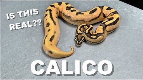 "Featured Morph" Calico Ball Python Gene !!