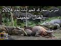الحيوانات المفترسة تجميعة أبرز اللحظات الملحمية و اشرس معارك الحيوانات لعام 2024 الحيوانات المفترسة تجميعة أبرز اللحظات الملحمية و اشرس معارك الحيوانات لعام 2024