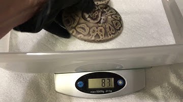 Ball Python Hatchling Male Black Pastel Pastel Ghost