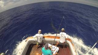 Black Marlin on the Great Barrier Reef