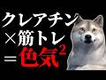 【40代からの肉体改造】筋トレ効率を最大化する「クレアチン」の真実。3ヶ月で別人になるための摂取術