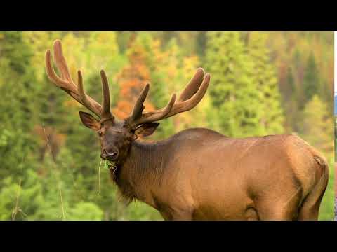 Video: How Long Can Elk Antlers Reach?