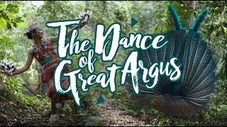 THE DANCE OF GREAT ARGUS || TARIAN KUAU RAJA