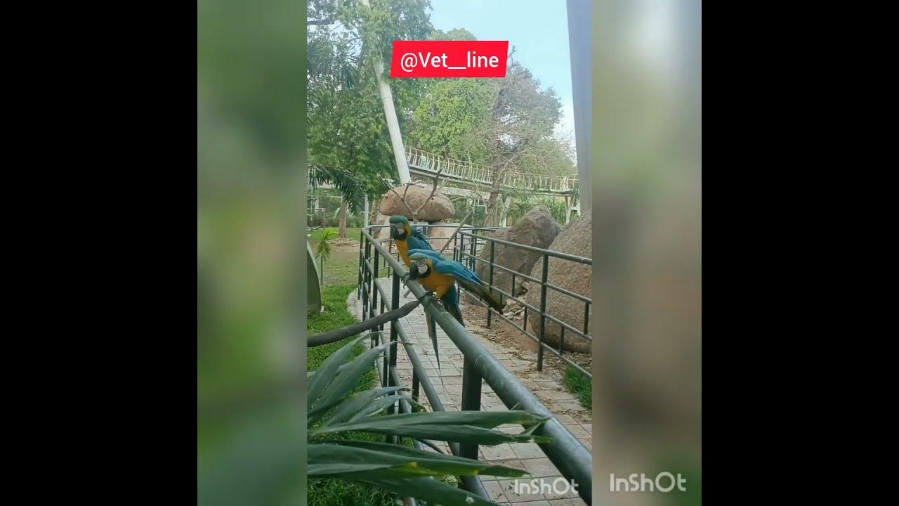 BARODA ZOO, KAMATI BAUG YouTube