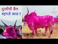 Khillar Maharashtrachi Shaan | धुरवीची बैल म्हणजे काय ? । बावधन | Khillar | 2020