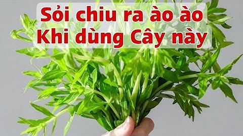 Sỏi Thận chui ra ào ào khi dùng Cây này. PHAN HẢI Channel 