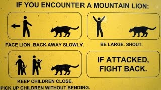 США Torrey Pines Заповедник Вид с горы Красота природы Mountain lion США Torrey Pines Заповедник Вид с горы Красота природы Mountain lion