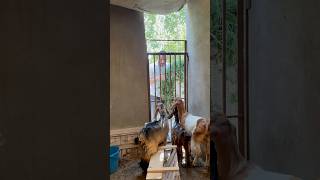 يارب العيد يجي.😤😤