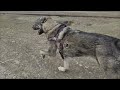 Кавказский волкодав Буги-мен 🇬🇪 Тренировка Буги возраст 13 месяцев