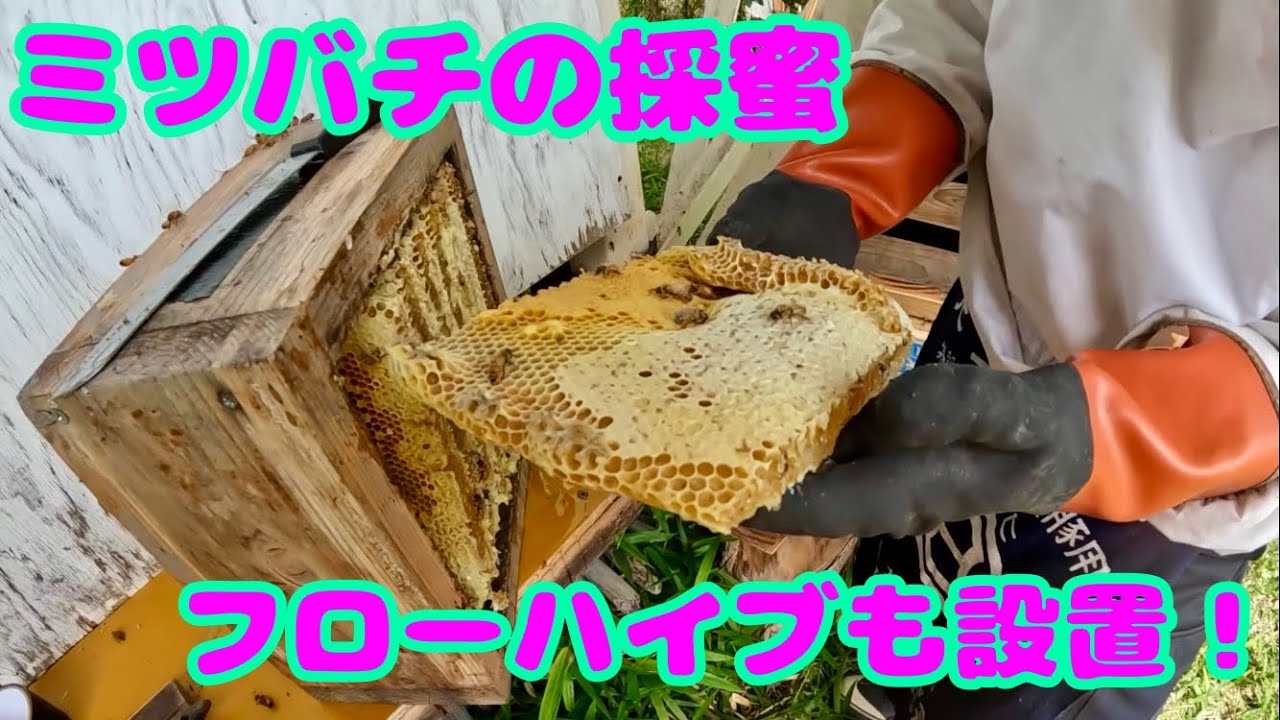 ミツバチの採蜜とフローハイブの設置 - YouTube
