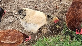 Backyard Chickens Dust Bath & Scratch Time 🐓 | Relaxing Homestead Live