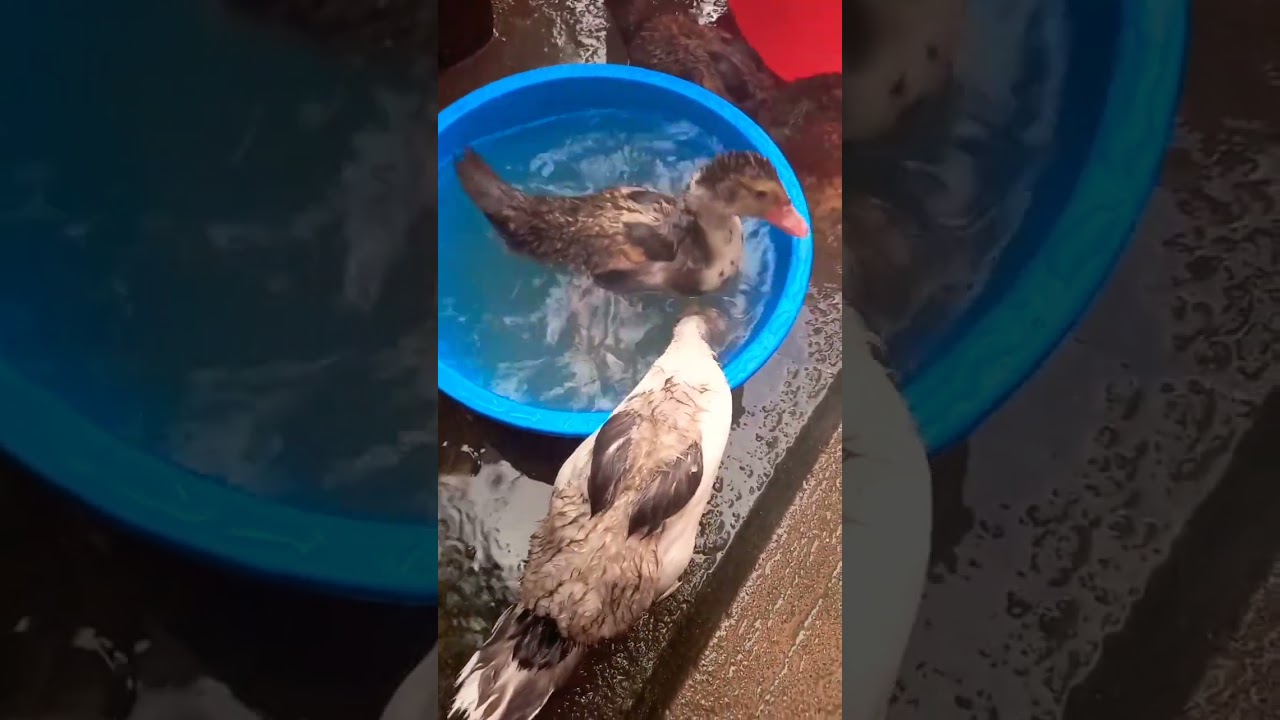 💕 Милая маленькая счастливая уточка 🦆😊 