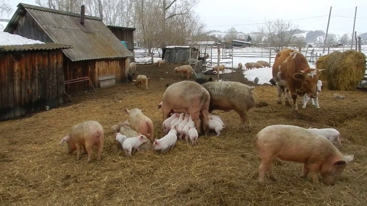 Сельская свинья. Свиноферма в деревне. Свинья деревенская. Поросята в деревне. Хрюшки в деревне.