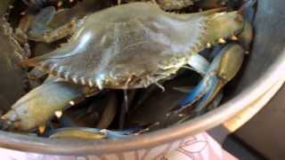 DSCN0495 crazy crab