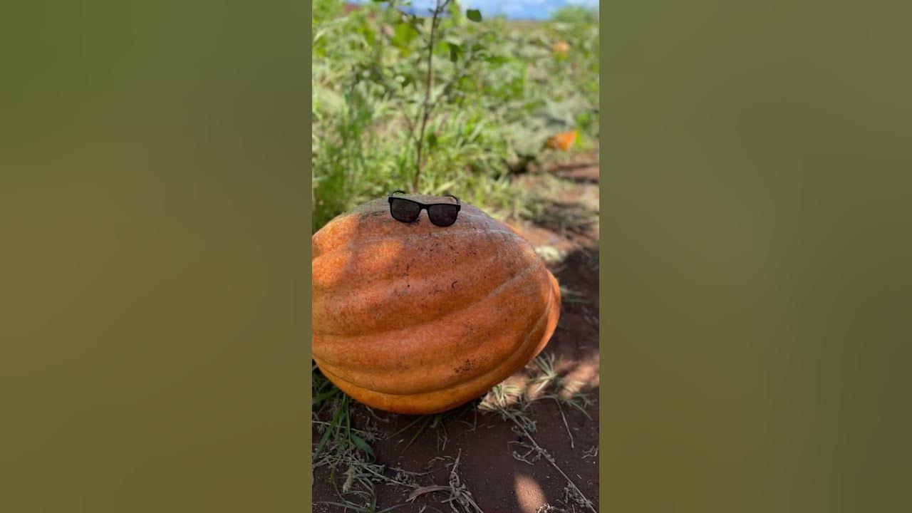 Aloun Farms Pumpkin Patch YouTube