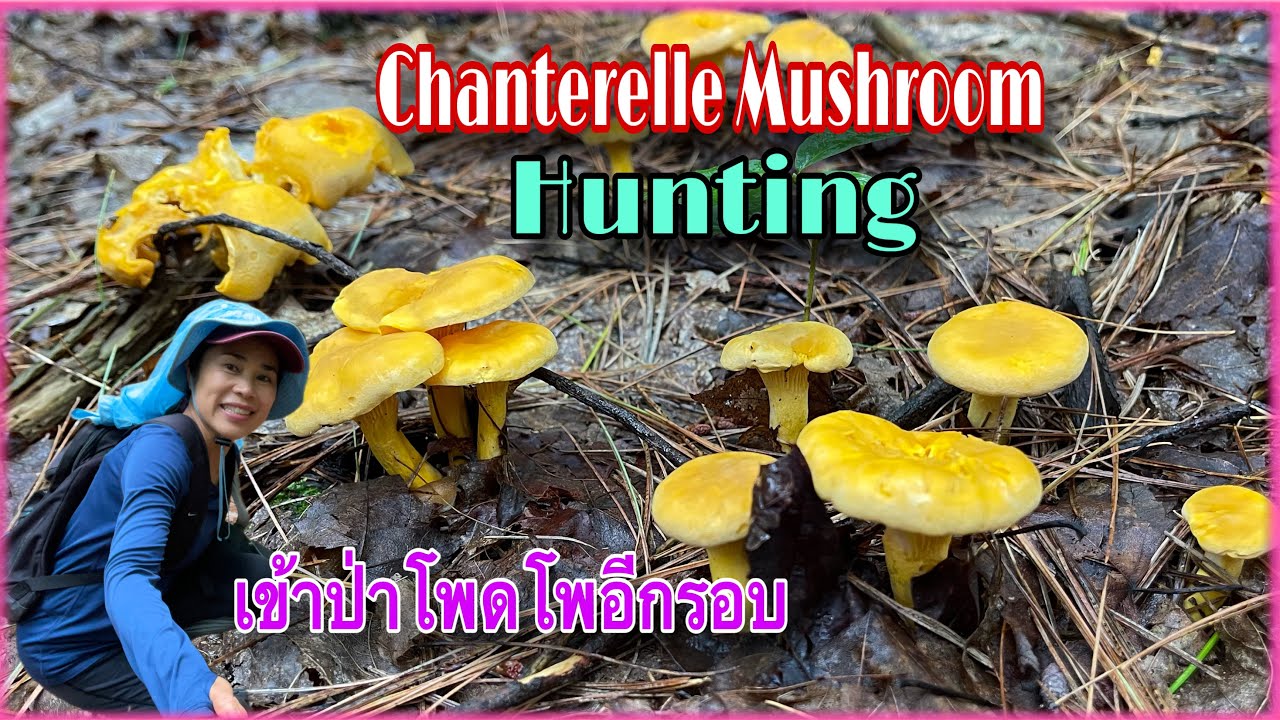 CHANTERELLE MUSHROOM FORAGING IN NEW YORK เก็บเห็ดมันปูเห็ดเหลืองป่า