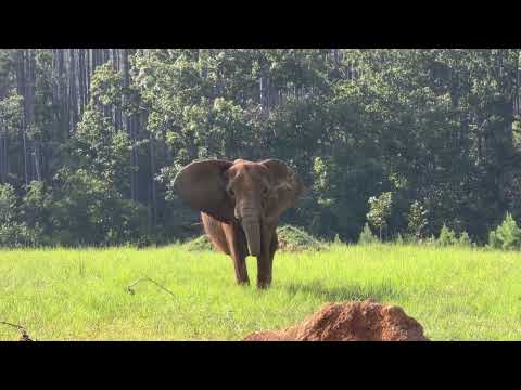 The Elephant Sanctuary | Asha Grazing at The Sanctuary