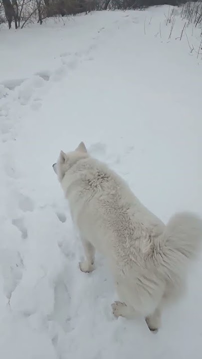 Большая мороженка 👅🍨 ️ #dog #snow #winter #fun - YouTube