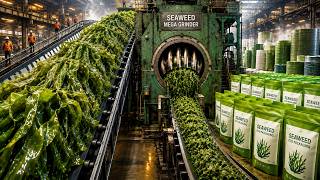 Inside A Seaweed Bioplastic Factory Making Biodegradable Packaging You’ve Never Seen Before