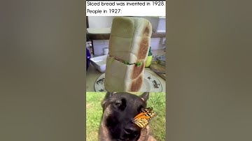 Slice bread was invented in..#mememoggo #memes #shorts