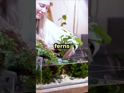 Vidéo: Aquarium : conception DIY (photo)
