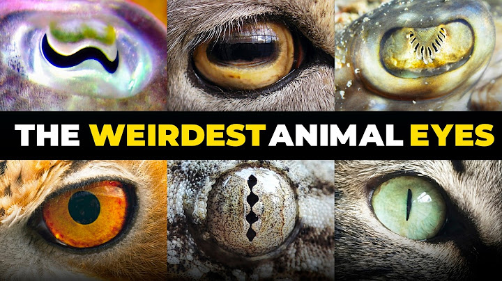Why Animal Eyes Look So Weird