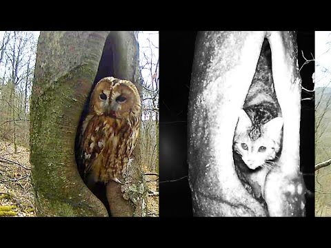 Katzenabwehrgürtel TEST (DICKER BAUM)  Schutz vs Nesträuber: Katze,  Marder, Eichhörnchen, Waschbär? 