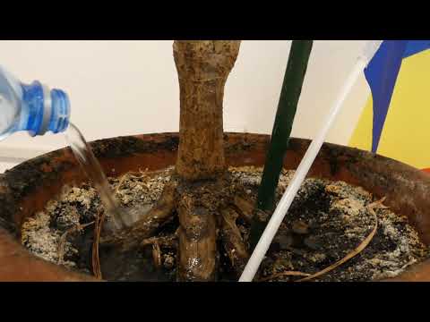 Video: Hoe plant jy maagdenpalms Bowles?