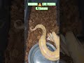 WARNING ⚠️ LIVE FEEDING #warning #live #feed #feeding #batman #brucewayne #clown #snake #animals #bp