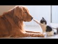 Cute dogs and cats that will make you go aww  cats and dogs friendship