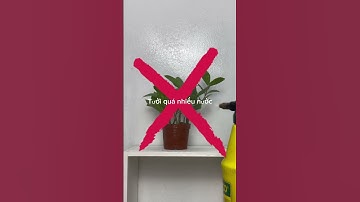 Nguyên nhân cây Kim Tiền không sống được lâu #iplant #caykimtien #cayphongthuy #thietkecanhquan