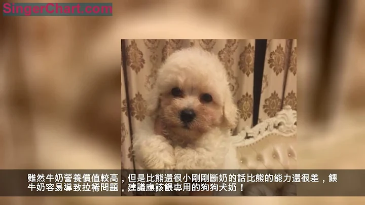 為什麼大家都不太敢養比熊犬？這5點，不是人人都能接受！ - 天天要聞