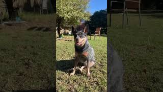 Beautiful Australian Cattle dog x Kelpie 🐕