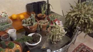 видео Комнатные растения