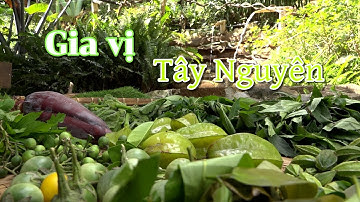 Gia vị Tây Nguyên | VTV4