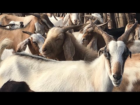 Vídeo: As Cabras Alpinas Ficam Em Pé Em Uma Parede íngreme E Mexem As Orelhas. Eles Nem Mesmo Estão Confusos Com A Gravidade - Visão Alternativa