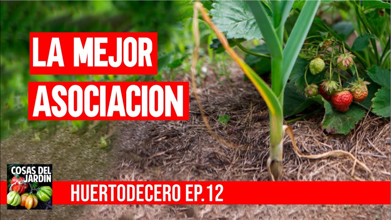Asociaci�n de cultivos para AJOS  #huertodecero - Episodio 12