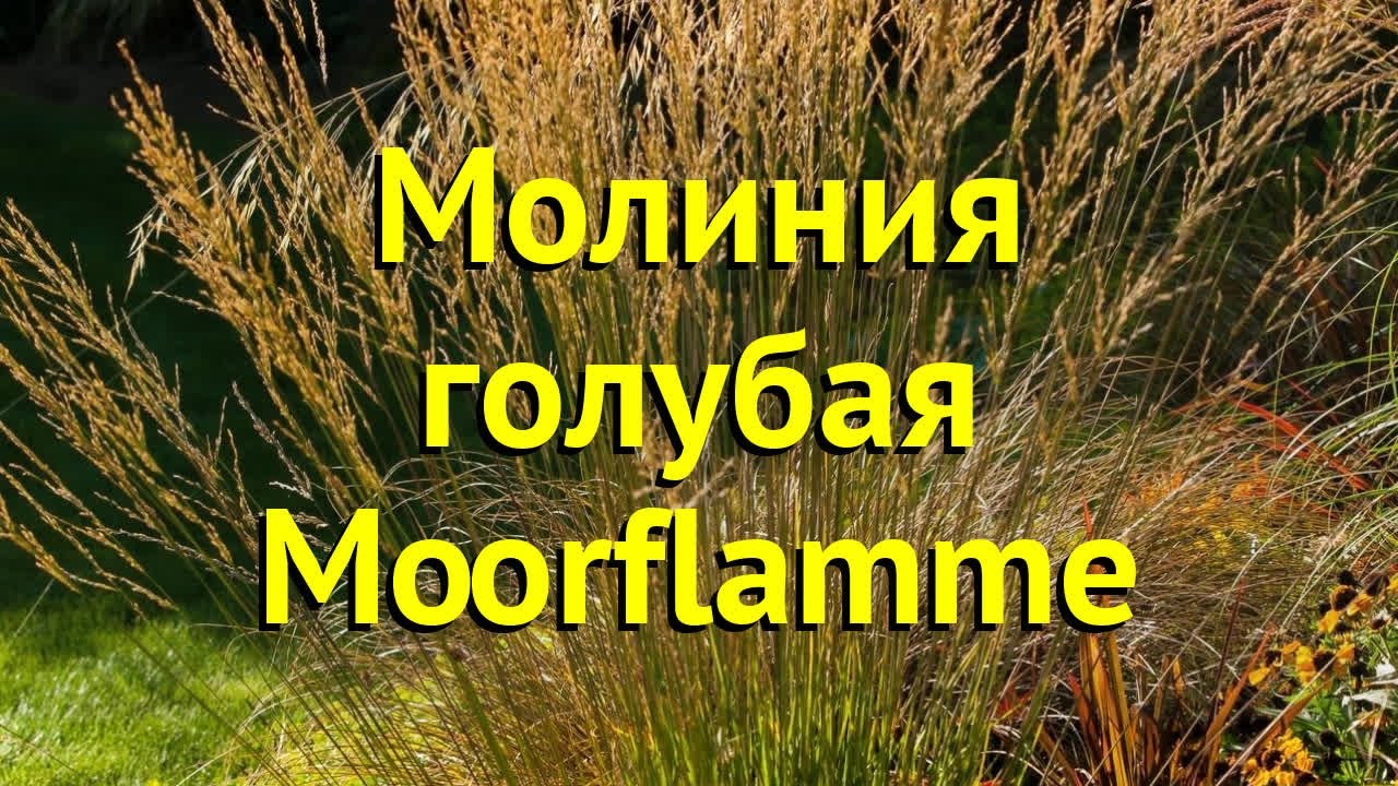 Выращивание Молинии Мурфламм